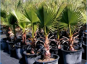 Washingtonia  palm