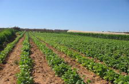 Coopration algro-amricaine en agriculture 